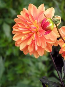 Preview wallpaper dahlia, flower, bud, flowerbed, blurred, close-up