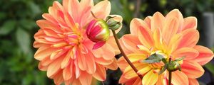 Preview wallpaper dahlia, flower, bud, flowerbed, blurred, close-up