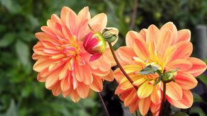 Preview wallpaper dahlia, flower, bud, flowerbed, blurred, close-up