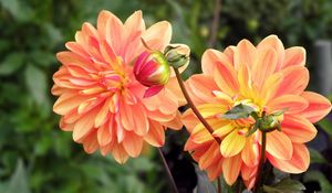 Preview wallpaper dahlia, flower, bud, flowerbed, blurred, close-up