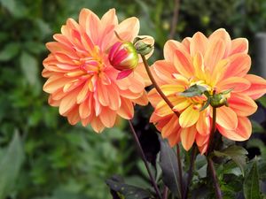 Preview wallpaper dahlia, flower, bud, flowerbed, blurred, close-up