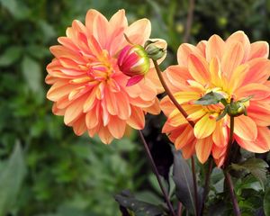 Preview wallpaper dahlia, flower, bud, flowerbed, blurred, close-up