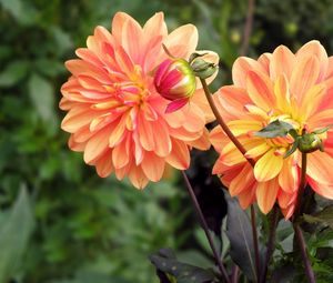 Preview wallpaper dahlia, flower, bud, flowerbed, blurred, close-up