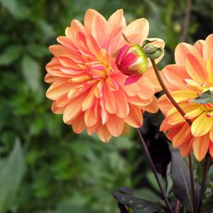 Preview wallpaper dahlia, flower, bud, flowerbed, blurred, close-up