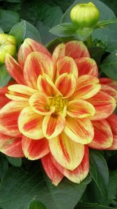 Preview wallpaper dahlia, flower, buds, foliage