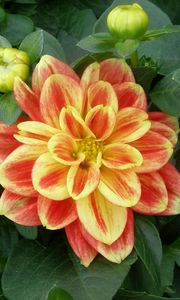 Preview wallpaper dahlia, flower, buds, foliage