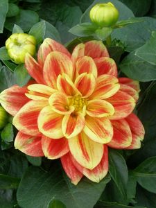 Preview wallpaper dahlia, flower, buds, foliage