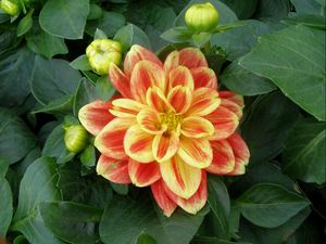 Preview wallpaper dahlia, flower, buds, foliage