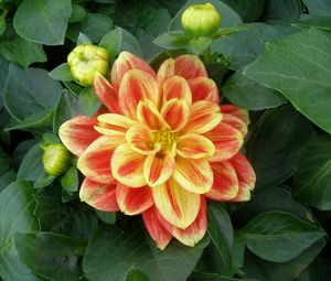 Preview wallpaper dahlia, flower, buds, foliage