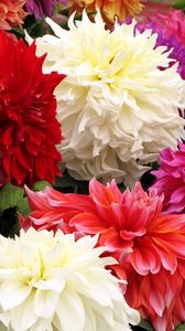 Preview wallpaper dahlia, flower, close up, colorful, different