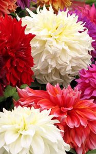 Preview wallpaper dahlia, flower, close up, colorful, different