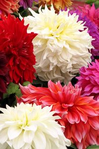 Preview wallpaper dahlia, flower, close up, colorful, different