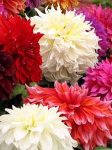 Preview wallpaper dahlia, flower, close up, colorful, different