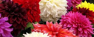 Preview wallpaper dahlia, flower, close up, colorful, different