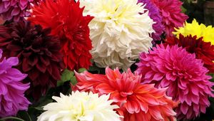 Preview wallpaper dahlia, flower, close up, colorful, different