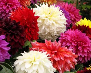 Preview wallpaper dahlia, flower, close up, colorful, different