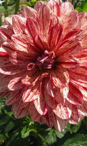 Preview wallpaper dahlia, flower, colorful, close-up, sunny