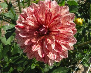 Preview wallpaper dahlia, flower, colorful, close-up, sunny