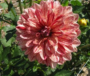 Preview wallpaper dahlia, flower, colorful, close-up, sunny