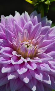 Preview wallpaper dahlia, flower, drops, dew, petals, shadows, macro