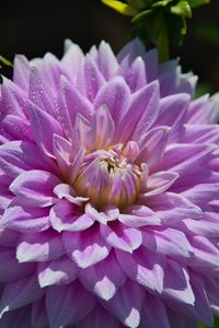 Preview wallpaper dahlia, flower, drops, dew, petals, shadows, macro