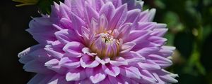 Preview wallpaper dahlia, flower, drops, dew, petals, shadows, macro