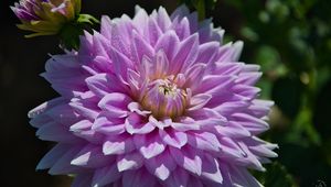 Preview wallpaper dahlia, flower, drops, dew, petals, shadows, macro