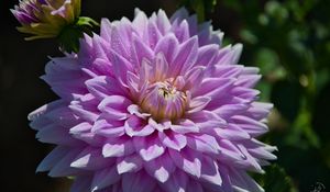 Preview wallpaper dahlia, flower, drops, dew, petals, shadows, macro