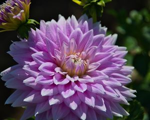 Preview wallpaper dahlia, flower, drops, dew, petals, shadows, macro