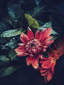 Preview wallpaper dahlia, flower, drops, art