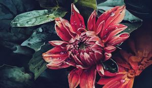 Preview wallpaper dahlia, flower, drops, art