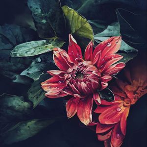 Preview wallpaper dahlia, flower, drops, art
