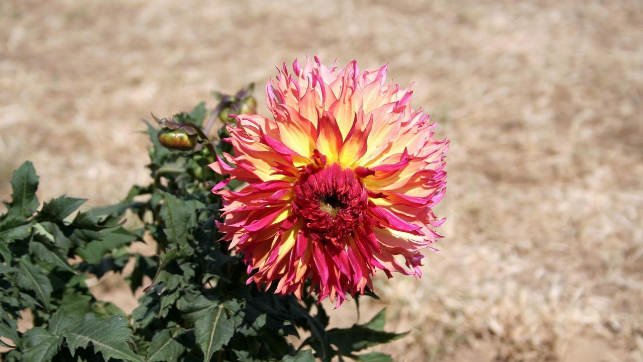 Wallpaper dahlia, flower, flowerbed, green, blur