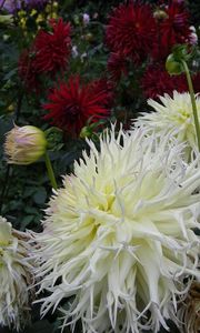 Preview wallpaper dahlia, flower, flowerbed, garden, greens