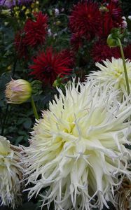 Preview wallpaper dahlia, flower, flowerbed, garden, greens