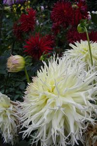 Preview wallpaper dahlia, flower, flowerbed, garden, greens