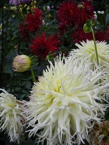 Preview wallpaper dahlia, flower, flowerbed, garden, greens