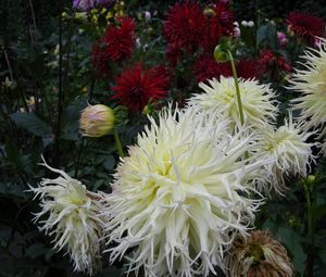 Preview wallpaper dahlia, flower, flowerbed, garden, greens