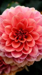 Preview wallpaper dahlia, flower, macro, petals, pink