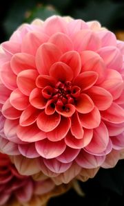 Preview wallpaper dahlia, flower, macro, petals, pink