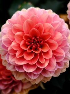 Preview wallpaper dahlia, flower, macro, petals, pink
