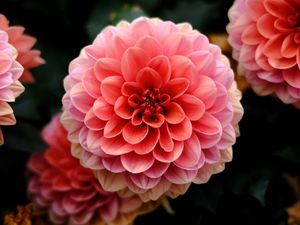 Preview wallpaper dahlia, flower, macro, petals, pink