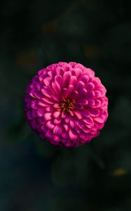 Preview wallpaper dahlia, flower, macro, blur, pink