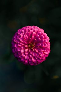 Preview wallpaper dahlia, flower, macro, blur, pink