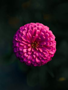 Preview wallpaper dahlia, flower, macro, blur, pink