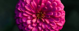 Preview wallpaper dahlia, flower, macro, blur, pink