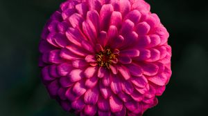 Preview wallpaper dahlia, flower, macro, blur, pink