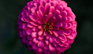 Preview wallpaper dahlia, flower, macro, blur, pink