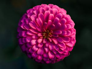 Preview wallpaper dahlia, flower, macro, blur, pink