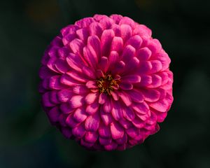 Preview wallpaper dahlia, flower, macro, blur, pink